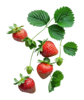 Fresh strawberries with green leaves on display png