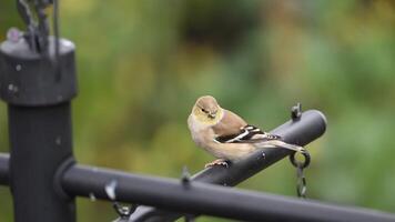 An American Goldfinch perched on a bird feeder on a winter day in Texas video