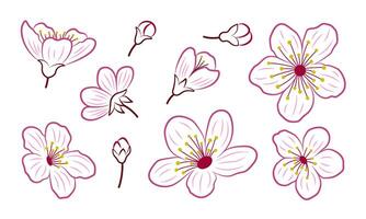 Set of color outlines of sakura flowers and buds. Spring cherry bloom blossom contour, isolated elements. Botanical line design illustration vector