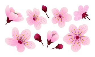 Set of sakura flowers and buds. Spring cherry bloom blossom, isolated elements. Botanical design illustration. vector