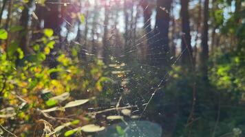 teia de aranha balançando dentro vento às floresta com luz solar às fundo. aranha constrói uma teia de aranha às bosque. lindo natureza cena em verão parque às pôr do sol. conceito do animais selvagens. lento movimento video