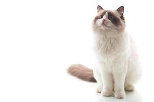 Beautiful domestic cat. Fluffy Ragdoll pet with expressive look, isolated on white background photo