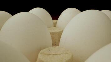 A close up shot of white chicken eggs in a cardboard carton. The eggs are arranged in a row and the carton is made of brown cardboard. The is shot in a dark studio with a black background. video