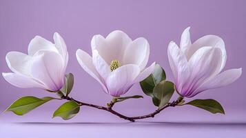Elegant white magnolia flowers arranged on right side against light purple pastel background. Minimalist composition showcases delicate petals and green leaves in soft natural lighting. elegant photo