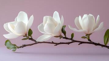 Elegant white magnolia flowers arranged on right side against light purple pastel background. Minimalist composition showcases delicate petals and green leaves in soft natural lighting. white photo
