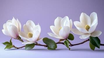 Elegant white magnolia flowers arranged on right side against light purple pastel background. Minimalist composition showcases delicate petals and green leaves in soft natural lighting. petals photo