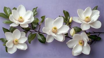 Elegant white magnolia flowers arranged on right side against light purple pastel background. Minimalist composition showcases delicate petals and green leaves in soft natural lighting. fresh photo