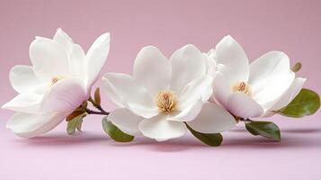 Elegant white magnolia flowers arranged on right side against light purple pastel background. Minimalist composition showcases delicate petals and green leaves in soft natural lighting. leaves photo