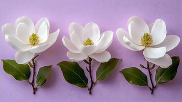 Elegant white magnolia flowers arranged on right side against light purple pastel background. Minimalist composition showcases delicate petals and green leaves in soft natural lighting. natural photo