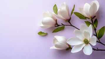 Elegant white magnolia flowers arranged on right side against light purple pastel background. Minimalist composition showcases delicate petals and green leaves in soft natural lighting. garden photo