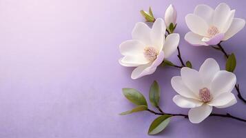 Elegant white magnolia flowers arranged on right side against light purple pastel background. Minimalist composition showcases delicate petals and green leaves in soft natural lighting. pure photo