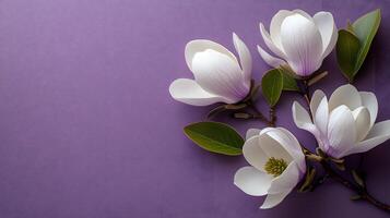 Elegant white magnolia flowers arranged on right side against light purple pastel background. Minimalist composition showcases delicate petals and green leaves in soft natural lighting. arranged photo