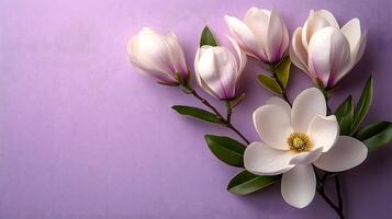 Elegant white magnolia flowers arranged on right side against light purple pastel background. Minimalist composition showcases delicate petals and green leaves in soft natural lighting. floral photo