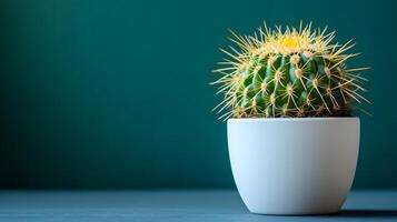 Small barrel cactus sits in white minimalist pot against soft mint green background. Right-aligned composition highlights sharp spines detail with gentle gradient lighting. lighting photo
