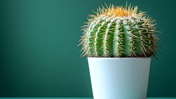 Small barrel cactus sits in white minimalist pot against soft mint green background. Right-aligned composition highlights sharp spines detail with gentle gradient lighting. gradient photo