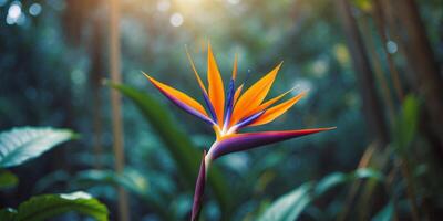 Vibrant Bird of Paradise Flower in Lush Jungle Setting photo