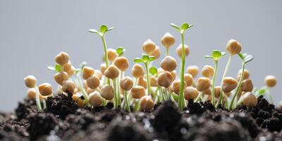 Cluster of Chickpeas with Small Sprouts Emerging from Soil photo