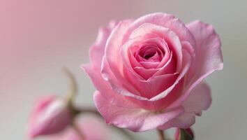 Vibrant Pink Rose Petals Background Texture Close up Macro Shot of Delicate Flower Blossoms photo