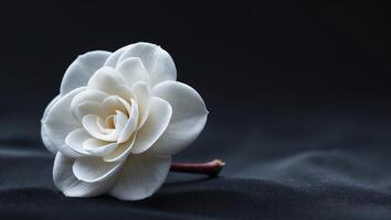Subtle contrasts of white camellia on black background viewed from the side photo
