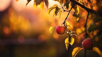 Golden Hour Apple on Branch Autumn Orchard Sunset Backlit Fruit photo