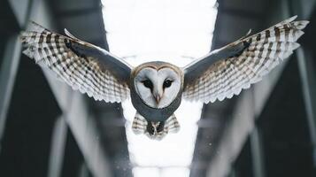 Majestic Barn Owl in Flight Wings Spread Wide Urban Setting photo