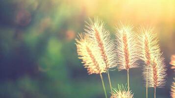 Golden Grass Sunlight Meadow Nature Backdrop Summer Plants Botanical Image photo
