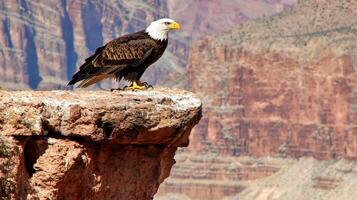 Majestic Bald Eagle Perched on Cliff Edge Overlooking Grand Canyon Vista photo