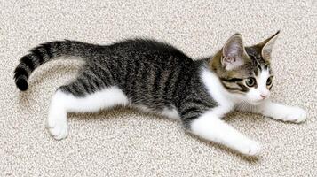 Adorable Tabby Kitten Playing on Beige Carpet Cute Feline Pet Domestic Cat photo