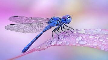 Stunning Blue Dragonfly on Dew Covered Petal Macro Photography of Insect photo