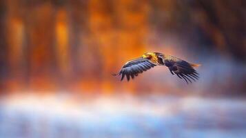 Majestic Eagle in Flight Soaring Above Autumnal Landscape Wings Spread Wide photo