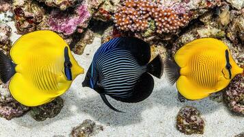Vibrant Yellow and Blue Angelfish Trio Swimming on Coral Reef photo