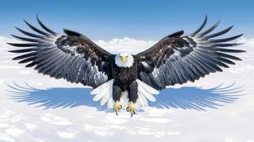 Majestic Bald Eagle Landing in Snowy Wilderness Wings Spread Wide photo
