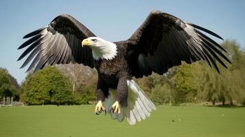 Majestic Bald Eagle in Flight over Lush Green Field Wings Spread Wide photo