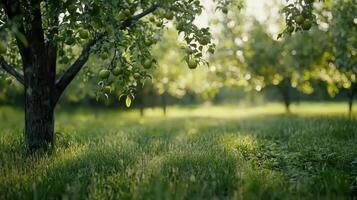 Lush Green Apple Orchard in Summer Sunlight Abundant Fruit on Branches Grassy Field photo