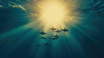Underwater Sunbeams Illuminate School of Sharks Silhouetted Against Bright Light photo