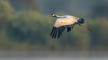 Demoiselle Crane in Flight over Lush Green Landscape Wildlife Photography photo