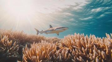 Grey Reef Shark Swimming Over Vibrant Coral Reef in Sunlit Ocean photo