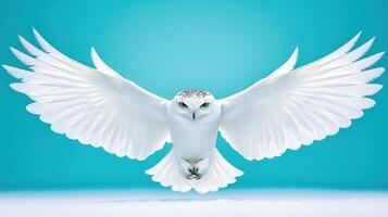 Majestic Snowy Owl in Flight Wings Spread Wide Turquoise Background photo