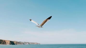 Majestic Seagull in Flight Over Ocean Coastline Clear Blue Sky photo