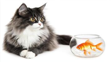 Fluffy Gray and White Cat Observing Goldfish in Glass Bowl Studio Shot photo