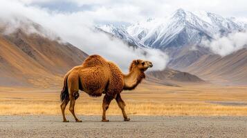 Bactrian Camel Walking in Majestic Mountain Landscape Central Asia photo