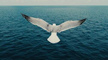 Majestic Seagull in Flight Over Deep Blue Ocean Waters Wings Spread Wide photo