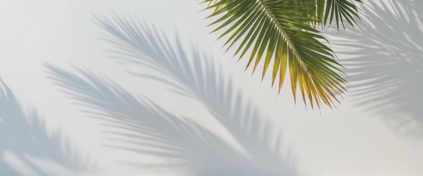 palma hojas sombra en blanco pared , Copiar espacio concepto para fondo de pantalla o antecedentes foto