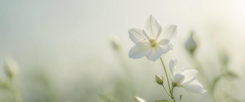blanco flor en el Mañana , Copiar espacio concepto para fondo de pantalla o antecedentes. foto