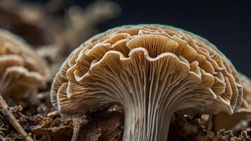 Delicate Mushroom Gills Abstract Nature Background photo