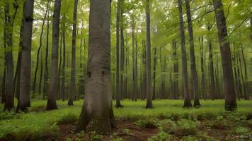 Serene Old Growth Forest in North Carolina photo