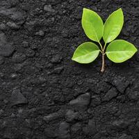 A green plant sprouts from the ground photo