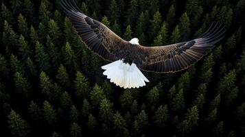 An eagle flying over a forest with trees photo