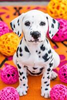 Charming Dalmatian puppy sitting on vibrant orange rug surrounded by bright pink toys in a cheerful indoor setting photo