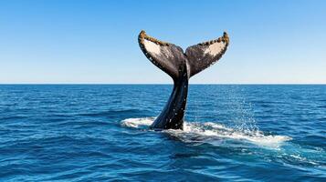 Diving whale tail creating bubbles in ocean under clear sky photo